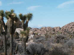 View of distant snow covered mountain joshua tree