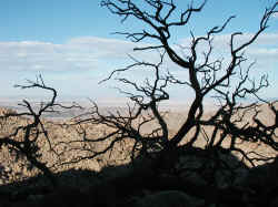 Joshua Tree National Park