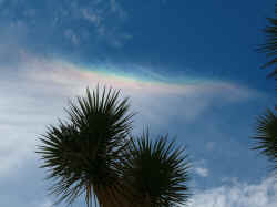 Sun dog rainbow with Joshua Tree