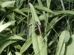Dragonfly.JPG (438623 bytes)